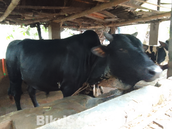 শাহি ওয়াল ষার গরু ষার নয় যেন কালো রঙের হাতি!